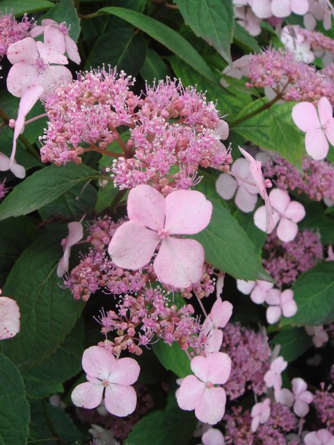 Hydrangea macrophylla 'Hornli' fleur